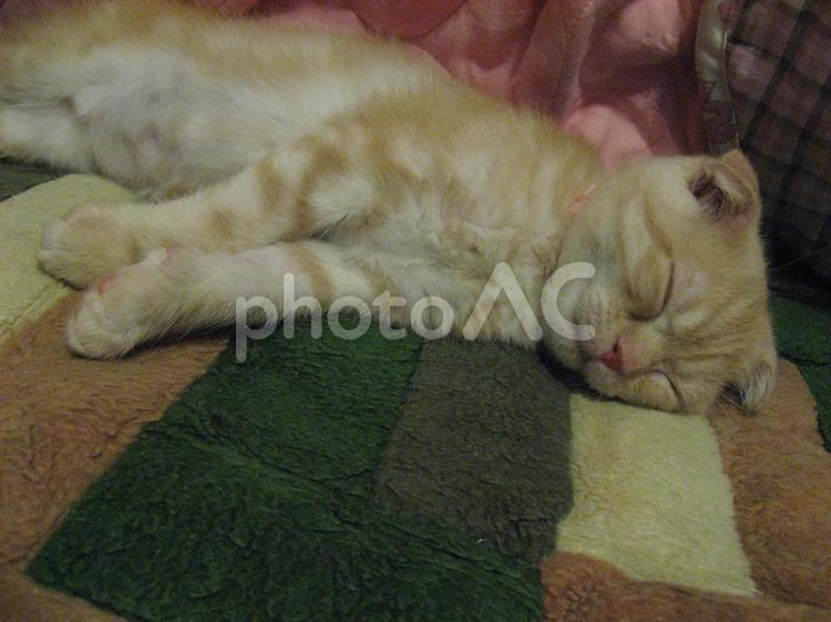 睡眠中の子猫の顔 子猫,茶トラ,可愛いの写真素材