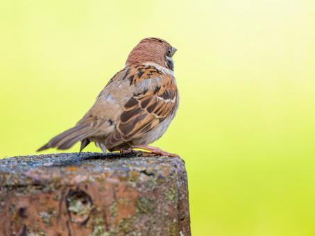 Sparrow on a post, JPG Sparrow on a post, JPG