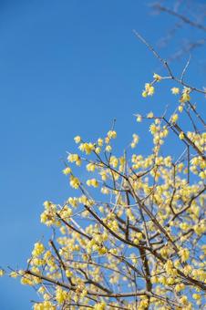 青空に映える満開のロウバイ 青空に映える満開のロウバイ ロウバイ,花,黄色の写真素材
