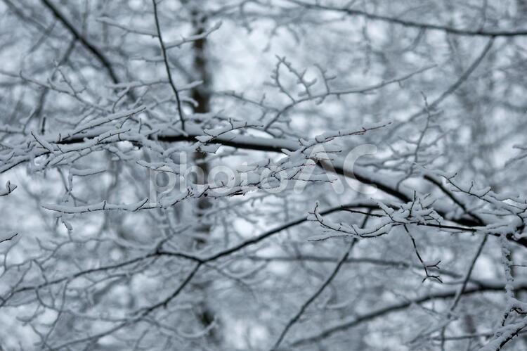 白い写真210　自然 雪,樹木,アップの写真素材
