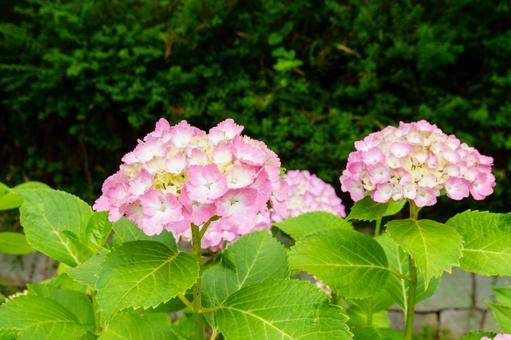 6月の庭を彩るピンクの紫陽花の写真