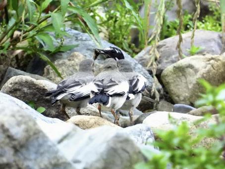 餌に集まるセグロセキレイの幼鳥 餌に集まるセグロセキレイの幼鳥の写真
