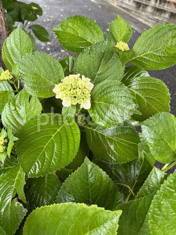 これからのアジサイ アジサイ,紫陽花,グリーンの写真素材