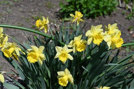 家の庭に咲いた水仙の花 家の庭に咲いた水仙の花の写真