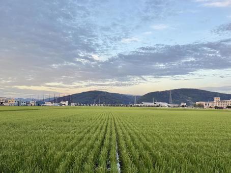 福井県 曇り空と宮ノ下コスモス公苑 福井県 曇り空と宮ノ下コスモス公苑 コスモス,福井県,宮ノ下コスモス公苑の写真素材