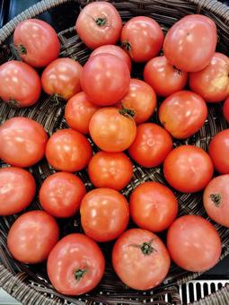 【新鮮野菜】産地直売オーガニック・トマト 【新鮮野菜】産地直売オーガニック・トマトの写真