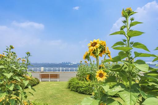ひまわりが咲く山下公園 ひまわりが咲く山下公園 山下公園,横浜,観光の写真素材