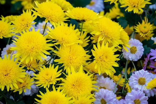 キクとアスター⑴ 花,キク,アスターの写真素材