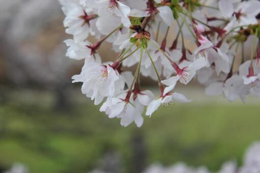 桜 桜の写真