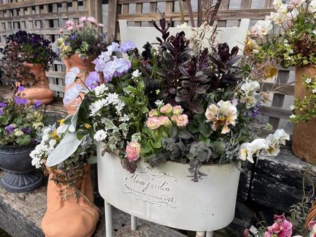 寄せ植え 寄せ植え お花,花,フラワーの写真素材