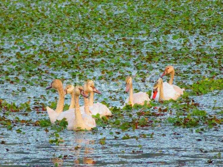 ７月下旬の高月池のコブハクチョウの親子の行進 背景,コブハクチョウ,親子の写真素材