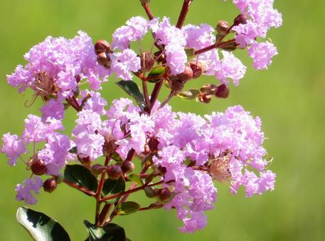 [Flower Photo] Pink Crape Myrtle, JPG