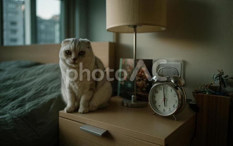 猫と目覚まし時計 猫,動物,時計の写真素材