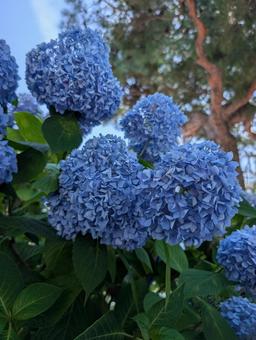 紫陽花と松の木 紫陽花と松の木の写真