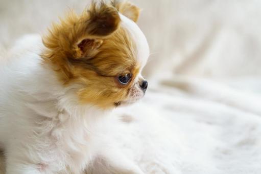 白い毛布の上のチワワの子犬の横顔 子犬,チワワ,犬の写真素材
