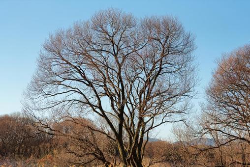 麻機遊水池、冬を感じる畔の草木 草木,木々,草むらの写真素材