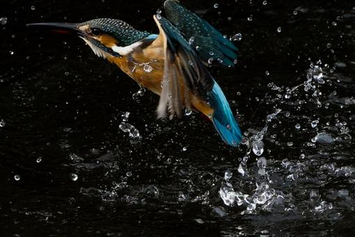 狩りをするカワセミ 鳥,野鳥,カワセミの写真素材
