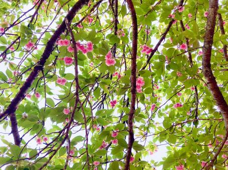 八重桜 八重桜の写真