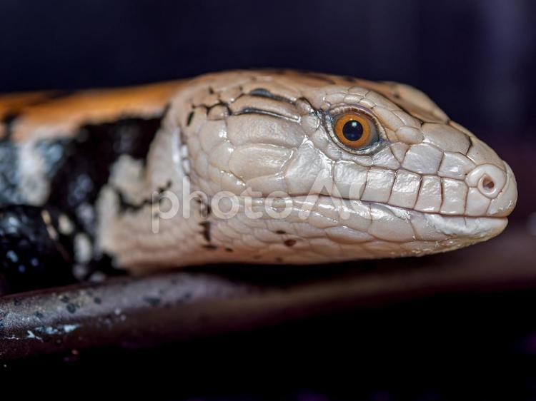 アオジタトカゲのアップ アオジタトカゲ,アンボンアオジタトカゲ,トカゲの写真素材