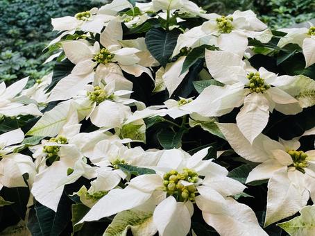 クリスマスを彩る|白色のポインセチア クリスマスを彩る|白色のポインセチア クリスマス,ポインセチア,贈り物の写真素材