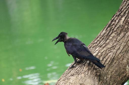 タイの公園の池の上の木とまるカラス タイ,公園,池の写真素材