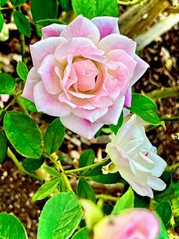 薔薇 薔薇,バラ,バラ園の写真素材