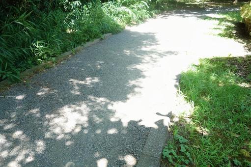 日差しと道 日差しと道の写真