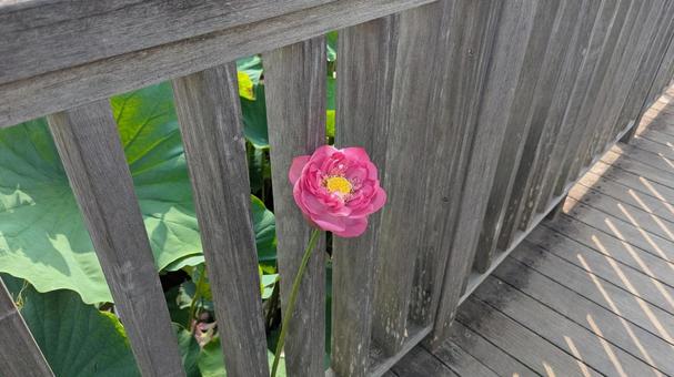 橋からのぞく蓮の花 橋からのぞく蓮の花 ピンク,美しい,うつくしいの写真素材
