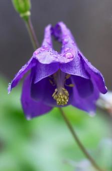 5月上旬の庭の雨上がりのオダマキの花 5月上旬の庭の雨上がりのオダマキの花の写真