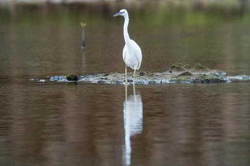 Photo, a heron, kurosagi, leucoplastic, 