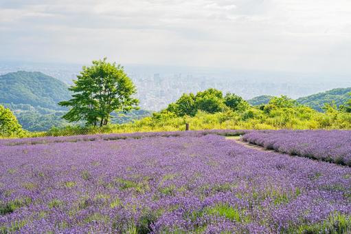 北海道 札幌市 幌見峠のラベンダー畑 北海道 札幌市 幌見峠のラベンダー畑 北海道,札幌,札幌市の写真素材