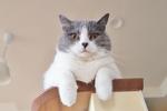 猫 カウンターの上から見下ろす貫禄のあるハチワレ猫 ねこ 猫,ねこ,ネコの写真素材
