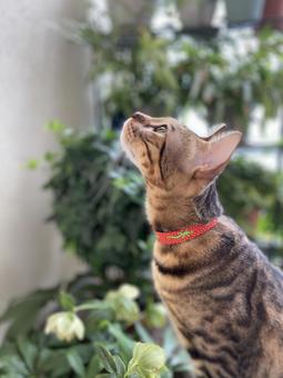 猫ベンガル 猫ベンガルの写真