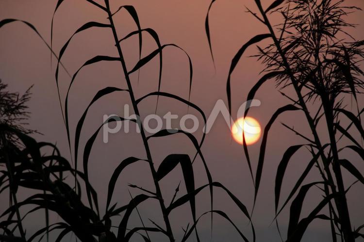 秋の夕暮れ・枯れ草とともに 秋,夕焼け,夕日の写真素材