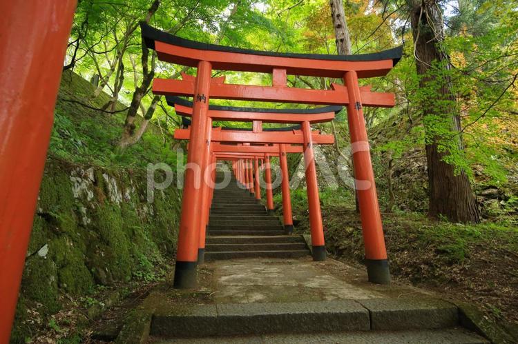兵庫県勝岡市　有子山稲荷神社への道 有子山稲荷神社,神社,鳥居の写真素材