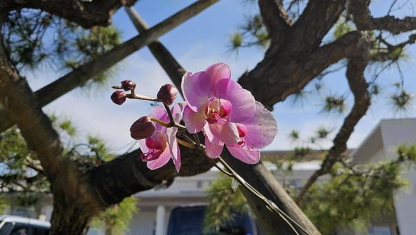 ピンクの花 ピンクの花の写真