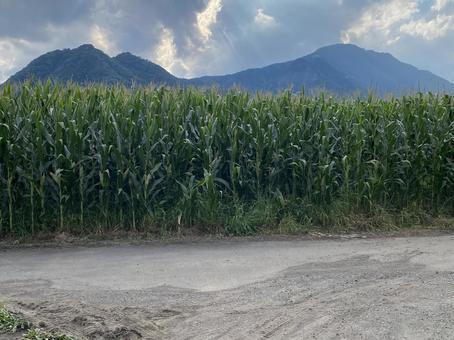 山ととうきび畑 山ととうきび畑 とうきび,畑,とうきび畑の写真素材