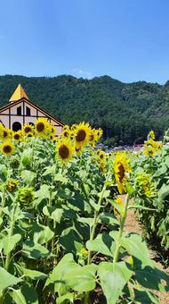 夏を抱きしめる花畑 夏を抱きしめる花畑 ひまわり,洲原ひまわりの里,黄金色の花畑の写真素材