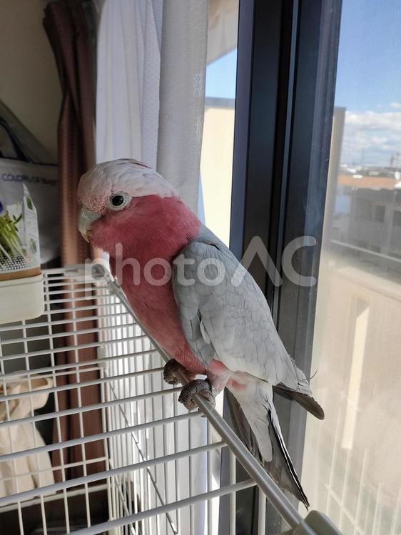 モモイロインコ モモイロインコ,オウム,鳥の写真素材