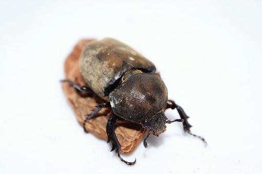 カブトムシ メス カブトムシ メス カブトムシ,昆虫,メスの写真素材