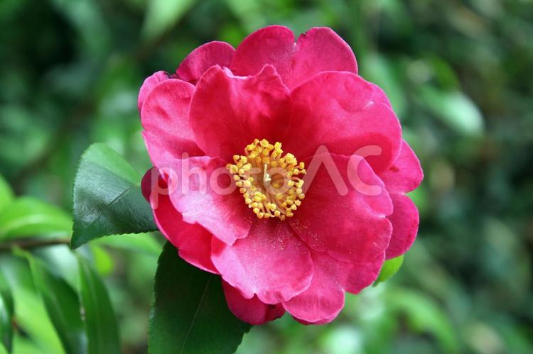 冬に見つけたお花16＿さざんか 花,山茶花,植物の写真素材