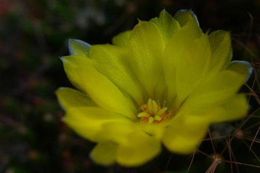 Photo, cactus, succulent plants, transparent petals, 