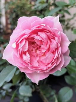 ベランダのバラ・ローブデコルテの写真