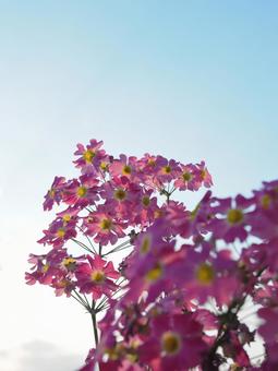 Primroses illuminated by the setting sun, JPG Primroses illuminated by the setting sun, JPG