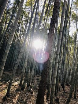 Photo, naturalmente, sombra, los árboles, 