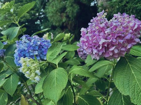 梅雨の晴 紫陽花,アジサイ,梅雨の写真素材