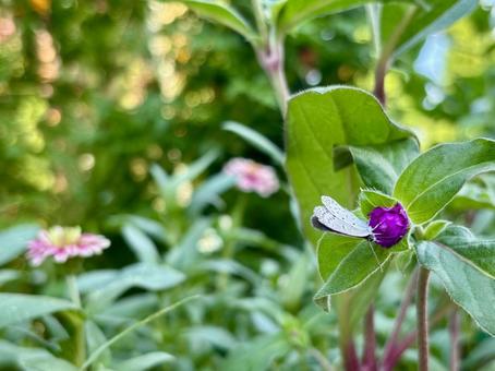 草花と蝶 草花と蝶の写真