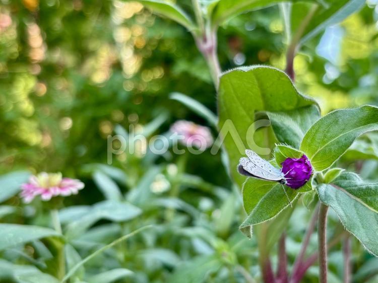 草花と蝶 蝶,花,草の写真素材