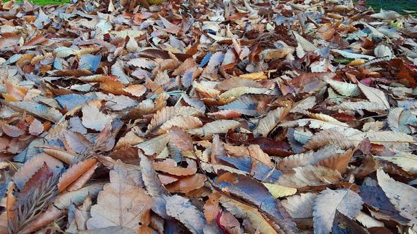 落ち葉が積もった地面・1 秋,自然,葉の写真素材