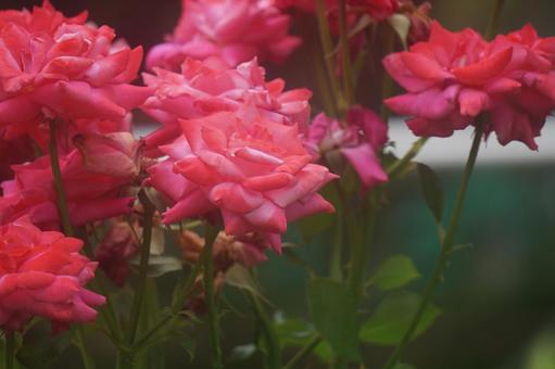 薔薇 薔薇の写真